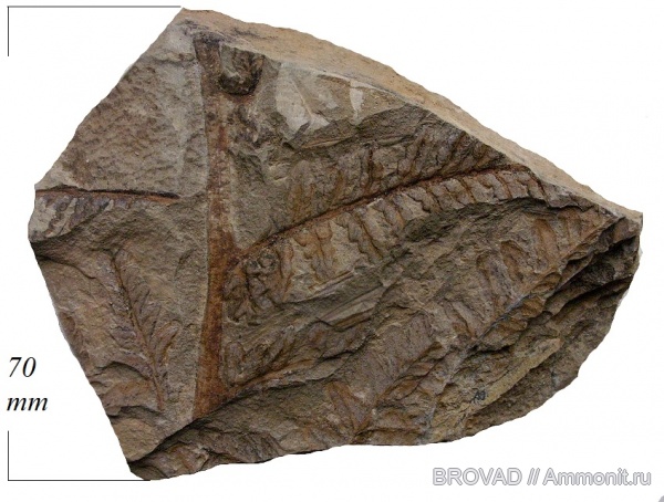 Pteridospermae, Gymnospermae, cormophyta, Mariopteris latifolia, Lyginodendraceae