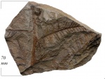 Mariopteris latifolia (Brongn.) Zeill.