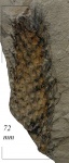 Lepidodendron Feistmantellii Zales.