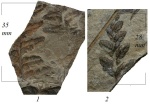 Mariopteris