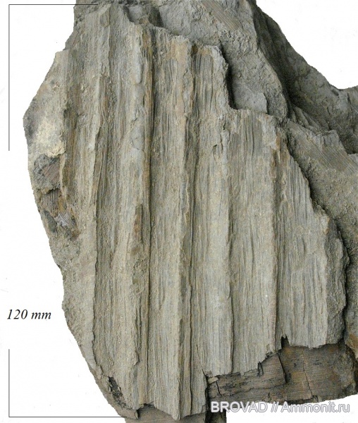 Lycopsida, sigillariaceae