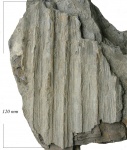 Sigillaria (Eusigillaria) transversalis Brongn.