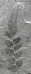 Neuropteris heterophylla Brongn.