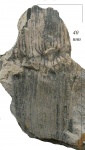 Calamites carinatus Sternb.