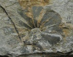 Sphenophyllum cuneifolium (Sternb.) Zeill.