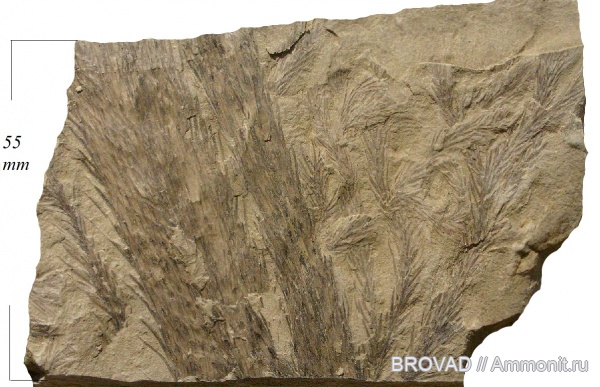 Lycopsida, cormophyta, Lepidophytineae
