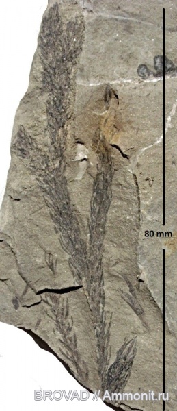 Lycopsida, cormophyta, lepidodendrales, Lepidophytineae
