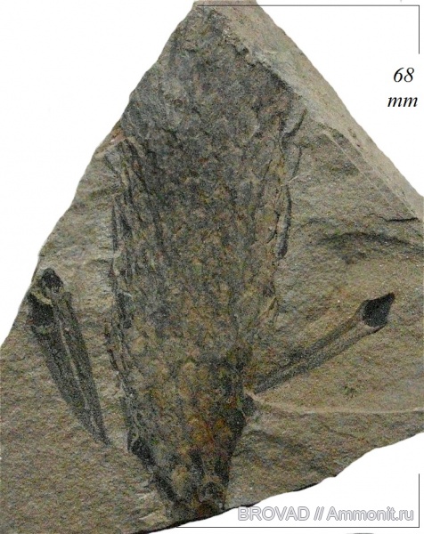 Lepidodendron, Lycopsida, cormophyta, Lepidostrobophyllum majus