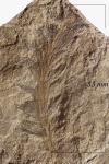 Sphenophyllum myriophyllum Crepin