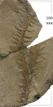 Lepidodendron sp.