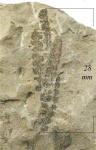 Asterotheca sp.