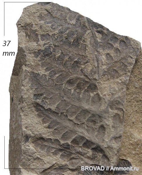 Asterotheca, cormophyta, Filicales, Asterotheca sp