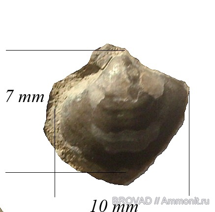 brachiopoda, Articulata, Ambocoelia  tschernyschewi