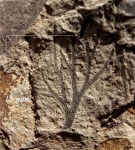 Dicranophyllum effusum Chachl.