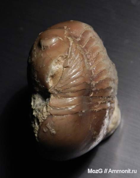 трилобиты, Illaenus, Illaenidae