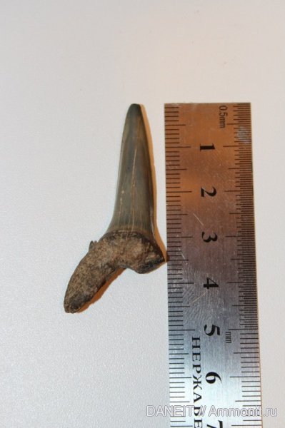 акулы, sharks