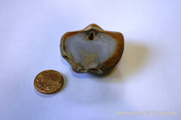 брахиоподы, Choristites, ручной аппарат, brachiopod lophophore
