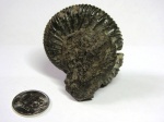 Virgatites pallasianus