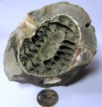 Cadoceras