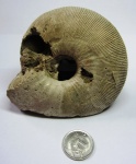 Sigaloceras calloviense