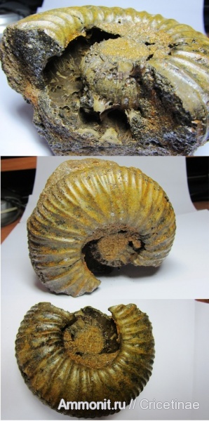 аммониты, Ammonites