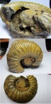 Epivirgatites