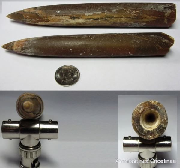 белемниты, belemnites
