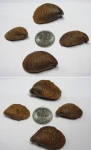 Buchia fischeriana