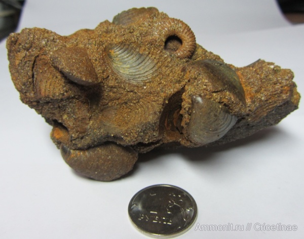аммониты, двустворки, Ammonites