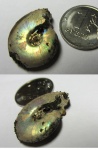 Garniericeras