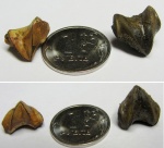 Rhynchonella loxiae