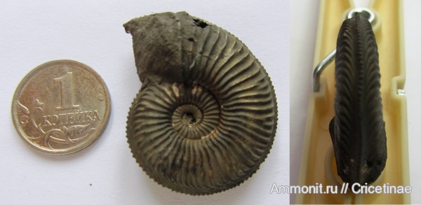 Amoeboceras