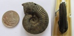 Amoeboceras