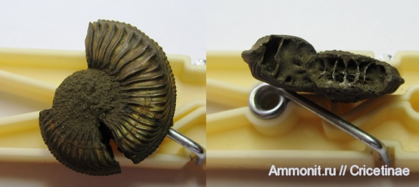 Amoeboceras