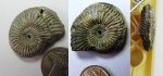 Amoeboceras