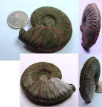 Amoeboceras c зажившими повреждениями