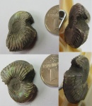 Укушенный Amoeboceras