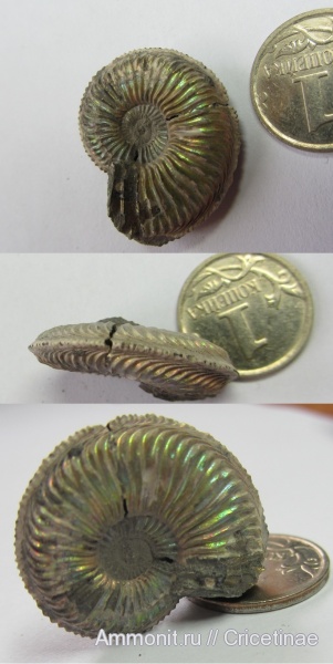 Amoeboceras
