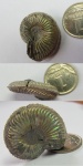 Amoeboceras