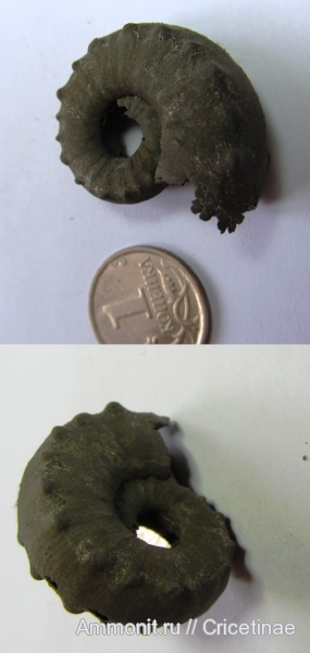 Euaspidoceras, Aspidoceratidae, Aspidoceratinae