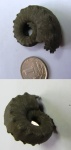 Euaspidoceras
