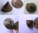 Гастропода Pleurotomaria