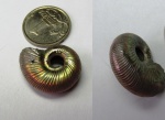 Perisphinctidae