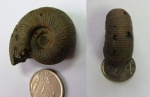 Perisphinctidae