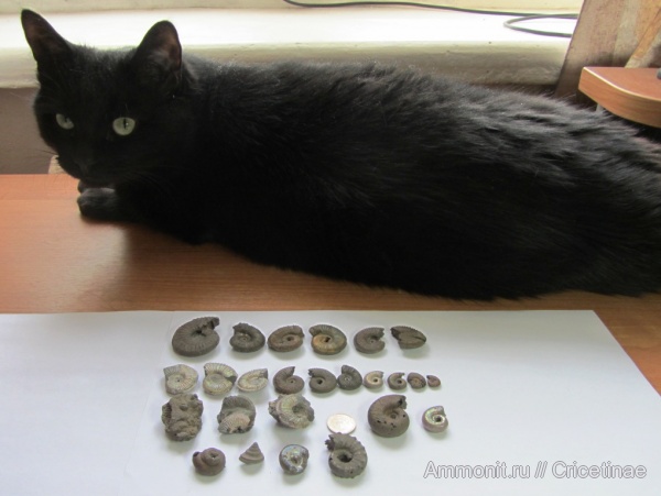 Amoeboceras, Kachpurites, Euaspidoceras, Pleurotomaria, Perisphinctidae, кот, Volgian