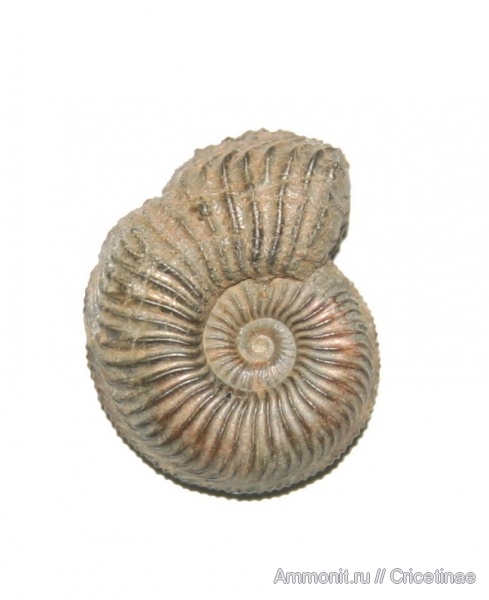 Amoeboceras