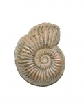 Amoeboceras