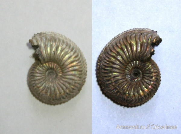 Amoeboceras