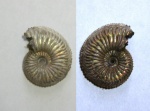 Amoeboceras