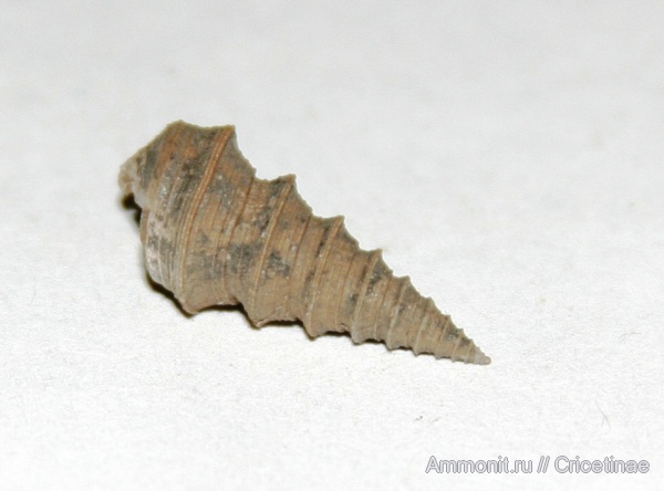 Bathraspira aspera